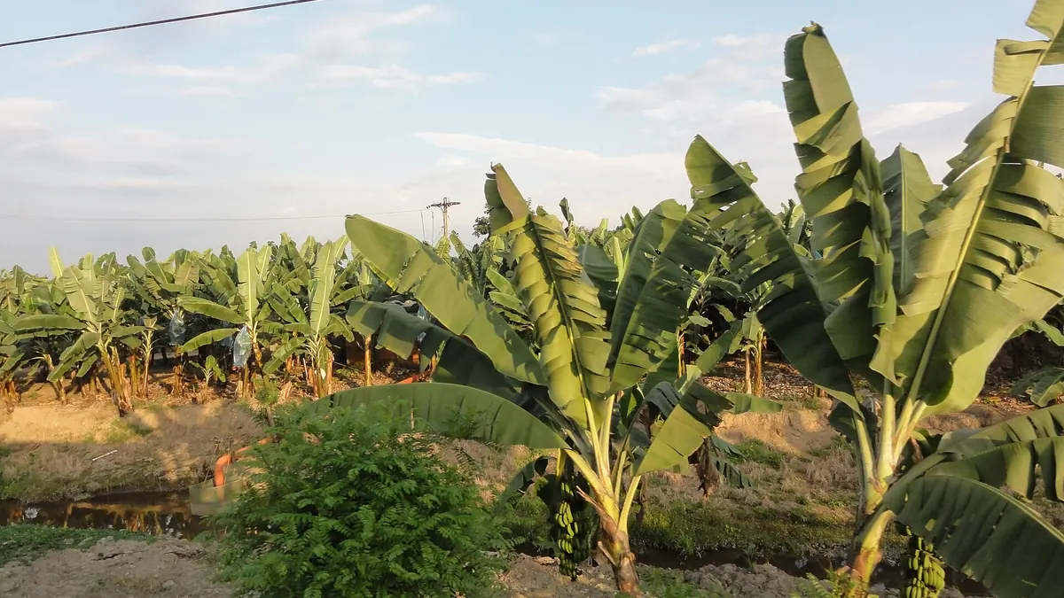 Ecuadorian banana plantation pictured in 2011; not the October 2026 Santa Rosa flood.