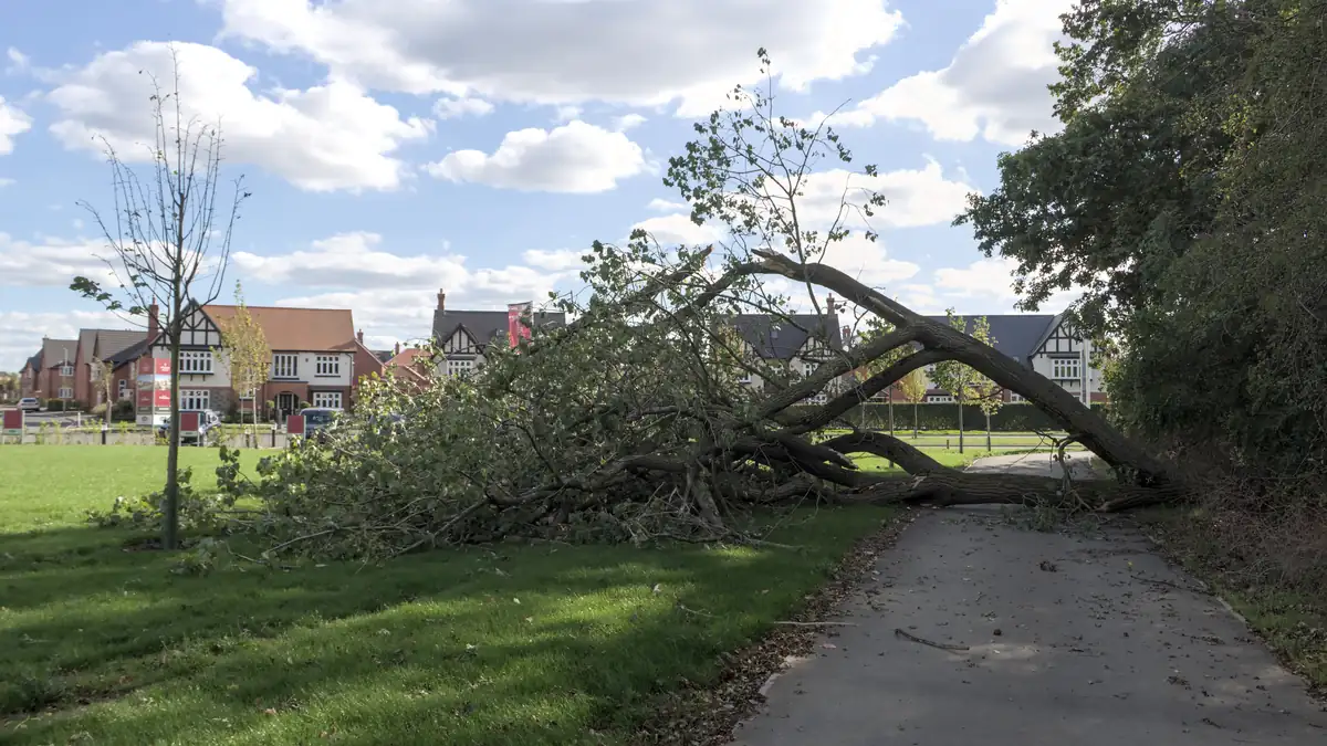 Árbol caído en Inglaterra el 05/09; NO tormenta Austen